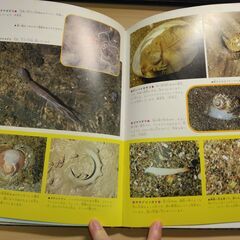 『水べの生物』小学館の画像