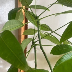 1. パキラ　100cm〜110cm程度の画像