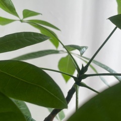 1. パキラ　100cm〜110cm程度の画像