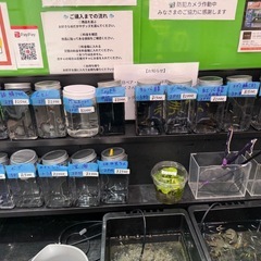 めだか販売