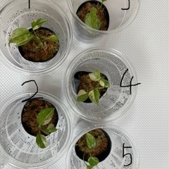 ✨今年最後の植物販売！あのホワイトモンスター(天津ラン)✨の画像