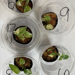 ✨今年最後の植物販売！あのホワイトモンスター(天津ラン)✨の画像