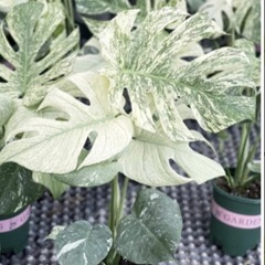 ✨今年最後の植物販売！あのホワイトモンスター(天津ラン)✨の画像