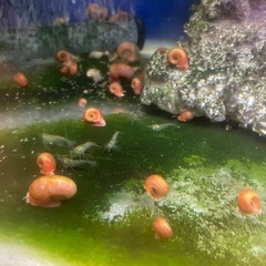 レッドラムズホーンの画像