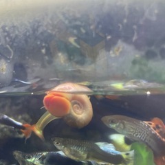 レッドラムズホーンの画像