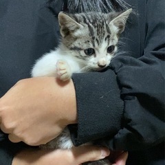 一時募集停止◯キジ白カイくん
