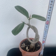 ⭐️結び⭐️ベンガレンシスの画像