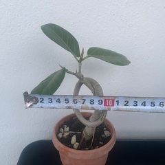 ⭐️結び⭐️ベンガレンシスの画像