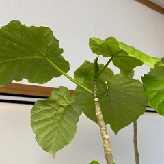 200cm ウンベラータ 観葉植物の画像