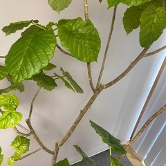 200cm ウンベラータ 観葉植物の画像