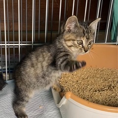 一時募集停止◯キジトラ女の子 キーちゃん２ヶ月