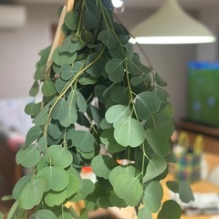 フレッシュなユーカリのスワッグ－お部屋に癒し－の画像