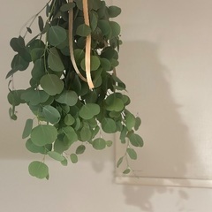 フレッシュなユーカリのスワッグ－お部屋に癒し－の画像