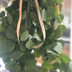 フレッシュなユーカリのスワッグ－お部屋に癒し－の画像