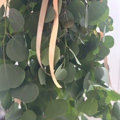 フレッシュなユーカリのスワッグ－お部屋に癒し－の画像