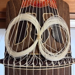 箏 13弦　和楽器琴民謡演歌演奏習い事の画像