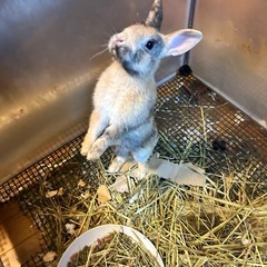 可愛いうさぎ🐇さん4羽の里親募集‼️