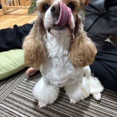犬用カチューシャの画像