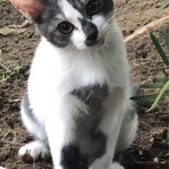 生後3.4か月の捨て猫　子猫2匹の里親募集