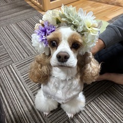 犬用カチューシャの画像