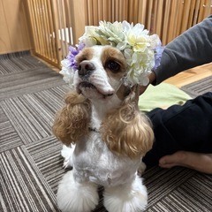 犬用カチューシャの画像