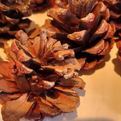 松ぼっくり　あげます。10個くらい　リース用の画像