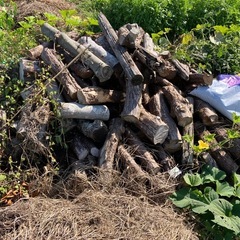 [色々あるよ]伐採した木　薪としての画像