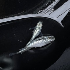 【最終値下げ】メダカ　レックウザ　1ペア　2匹　未選別　ミジンコ　①の画像