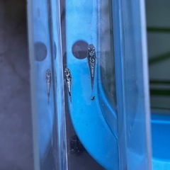 【最終値下げ】メダカ　レックウザ　1ペア　2匹　未選別　ミジンコ　①の画像