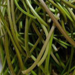 さつまいも茎1㎏800円（栄養豊富で健康的な秋の味覚です）山菜炊き込みご飯、きんぴら、お味噌汁、炒め物、マヨネーズ和え、ポテトサラダ等にいかがですか？☀（※お渡しする当日に収穫します。）お近くなら車で配達いたします。(ご希望の場所をお伝えください)の画像