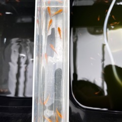 【最終値下げ】メダカ　紅華　8匹　若魚　未選別　めだか　ミジンコ　ゾウリムシ　⑦の画像
