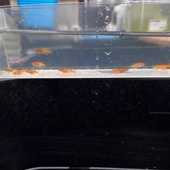 【最終値下げ】メダカ　紅華　8匹　若魚　未選別　めだか　ミジンコ　ゾウリムシ　⑦の画像