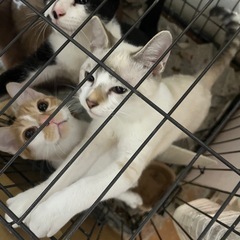 三兄弟 里親募集中