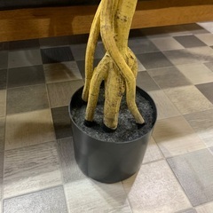 フェイクグリーンの画像