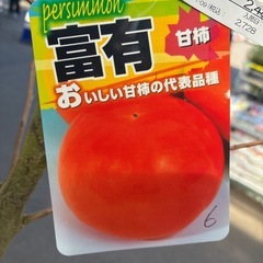 柿の苗木　富有の画像