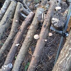 ハヤトウリ他　野菜無人販売の画像