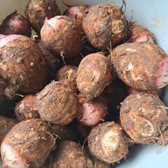 ハヤトウリ他　野菜無人販売の画像