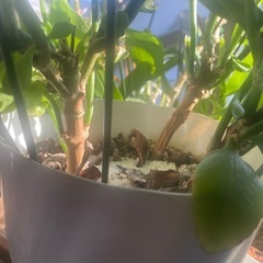 カランコエ（大）の画像