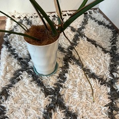 モンステラ　観葉植物の画像