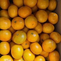 りんご王林１個の画像