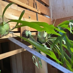 ビカクシダ　ビフルカツムの画像