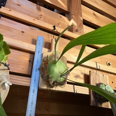 ビカクシダ　ビフルカツムの画像