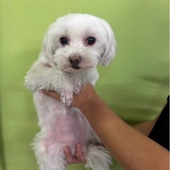 マルチーズの女の子。