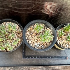 トリコディアデマ デンサムの画像