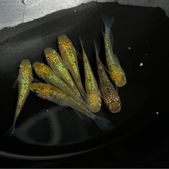 メダカ　めだか　月の響　15匹の画像