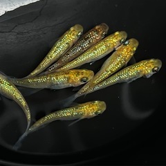 メダカ　めだか　月の響　15匹の画像