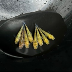 メダカ　めだか　月の響　15匹の画像