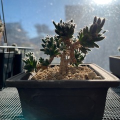 トリコディアデマ デンサムの画像