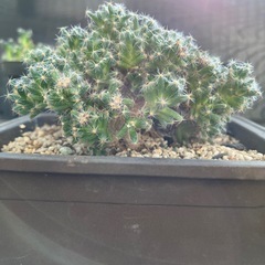 トリコディアデマ デンサムの画像