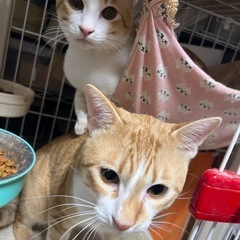 兄弟猫です！
